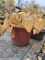 Nieuwe plastieken (45l) bloempotten 40 stuks, Tuin en Terras, Ophalen, Kunststof, 40 cm of meer, Rond