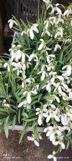 Sneeuwklokjes in bloei, Ophalen, Voorjaar, Halfschaduw, Bloembol