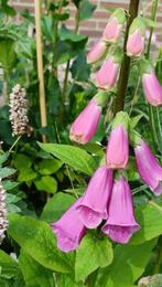 Vingerhoedskruid / digitalis , hommelplant bloei volg jaar, Tuin en Terras, Vaste plant, Halfschaduw, Zomer, Ophalen