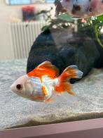 Sluierstaart, Vis, Zoetwatervis, Schoolvis