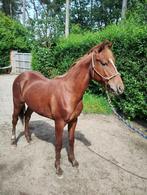 AQHA - RIO DOCS MAN, Dieren en Toebehoren, Paarden, Minder dan 160 cm, Gechipt, 0 tot 2 jaar, Hengst