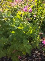Geranium winterhard, Tuin en Terras, Planten | Tuinplanten, Ophalen