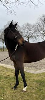 Leuke ruin, Dieren en Toebehoren, Ruin, 3 tot 6 jaar, 160 tot 165 cm, Recreatiepaard