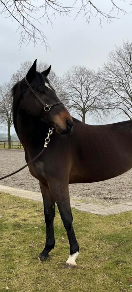 Leuke ruin, Dieren en Toebehoren, Paarden, Ruin, B, 160 tot 165 cm, 3 tot 6 jaar, Recreatiepaard, Met stamboom, Gechipt, Ontwormd