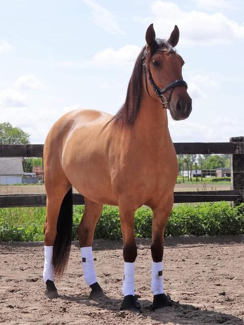 Lieve lusitano ruin, Dieren en Toebehoren, Paarden, Ruin, Zadelmak, 160 tot 165 cm, 3 tot 6 jaar, Gechipt, Ontwormd, Ingeënt