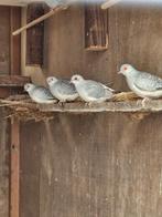 Kleine duifjes, Dieren en Toebehoren, Vogels | Duiven, Meerdere dieren, Overige soorten