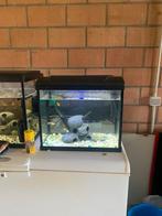 Molly’s en guppies + aquarium zoals op de foto, Dieren en Toebehoren, Ophalen, Zo goed als nieuw