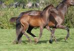 Te koop: hengstveulen v. Dream Boy x Glamourdale, Dieren en Toebehoren, Paarden, Dressuurpaard, 0 tot 2 jaar, Hengst, 170 tot 175 cm