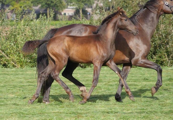 Te koop: hengstveulen v. Dream Boy x Glamourdale, Dieren en Toebehoren, Paarden, Hengst, Onbeleerd, 170 tot 175 cm, 0 tot 2 jaar