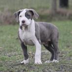 La princesse American Bully cherche une maison, Animaux & Accessoires, Hépatite contagieuse (maladie de Rubarth), Belgique, Un chien