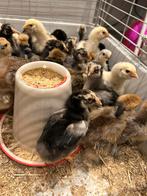 Kuikens, Dieren en Toebehoren, Pluimvee