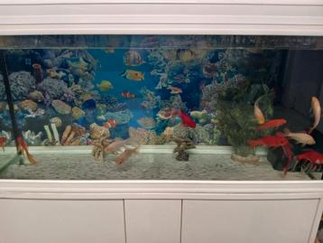 Mooie complete aquarium met vissen! beschikbaar voor biedingen