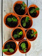 Euphorbia leuconeura, Huis en Inrichting, Kamerplanten, Ophalen, Groene kamerplant