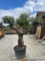 Olijfboom, Tuin en Terras, Planten | Bomen, Ophalen, Olijfboom, 100 tot 250 cm