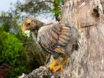 Wyandotte-kuikens van het dwergras, Kip, Meerdere dieren