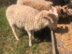 Ouessant schaap - ram - wit - 5maand, Dieren en Toebehoren, Schapen, Geiten en Varkens, Mannelijk, Schaap, 0 tot 2 jaar