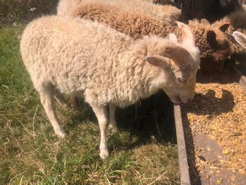 Ouessant schaap - ram - wit - 5maand, Mâle, Mouton, 0 à 2 ans