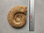Ammonite fossile, Collections, Minéraux & Fossiles, Enlèvement ou Envoi