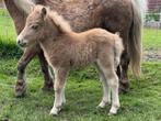 Shetland veulen (hengst) + moeder (beiden met stamboom), Animaux & Accessoires, Poneys, Étalon, Ne s'applique pas, Vermifugé, 0 à 2 ans