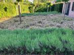 250 zegge planten gratis, Tuin en Terras, Planten | Tuinplanten, Ophalen, Vaste plant, Siergrassen, Bloeit niet
