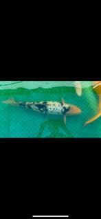 Shiro bekko koi, Dieren en Toebehoren, Vissen | Vijvervissen, Karper of Koi