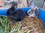 2 jonge dwergkonijntjes, Dieren en Toebehoren