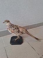 Opgezet fazant vrouwtje - taxidermie, Antiek en Kunst, Ophalen