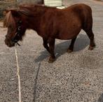 Lieve merrie shetlander, Dieren en Toebehoren, Paarden