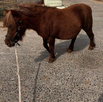 Lieve merrie shetlander beschikbaar voor biedingen