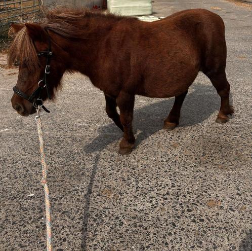 Lieve merrie shetlander, Dieren en Toebehoren, Paarden