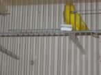 Geel kanaries, Dieren en Toebehoren, Vogels | Kanaries, Meerdere dieren, Kleurkanarie