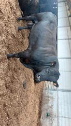 Black angus, Dieren en Toebehoren
