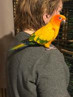 Perruche solaire (Aratinga solstitialis), Animaux & Accessoires, Oiseaux | Perruches & Perroquets, Perruche
