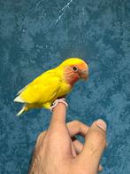 Rosicolli bébé EAM, Bagué