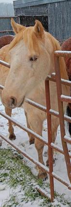 Knappe palomino ruin (2014) te koop, Dieren en Toebehoren, Westernpaard, Gechipt, Minder dan 160 cm, 7 tot 10 jaar