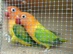 agapornis, Meerdere dieren, Dwergpapegaai of Agapornis, Geringd
