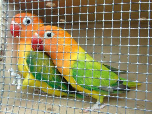 agapornis, Dieren en Toebehoren, Vogels | Parkieten en Papegaaien, Dwergpapegaai of Agapornis, Meerdere dieren, Tam, Geringd