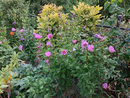 hibiscus paars, Tuin en Terras, Planten | Struiken en Hagen, Struik, Overige soorten, 100 tot 250 cm, Ophalen