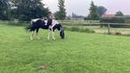 mooie bonte hengst / barock pinto, Dieren en Toebehoren, Paarden, Gechipt, Niet van toepassing, Hengst, 7 tot 10 jaar