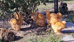 Cochin buff groothoender, Dieren en Toebehoren