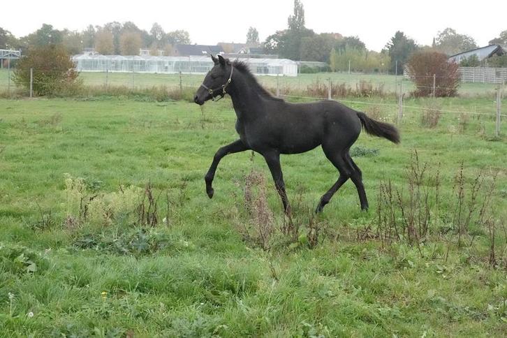 Prachtig merrie veulen met top afstamming, Dieren en Toebehoren, Paarden, Merrie, Niet van toepassing, 0 tot 2 jaar, Dressuurpaard