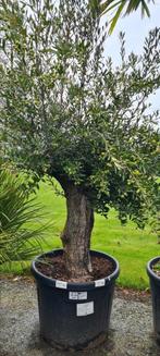 Olijfboom Olea Europaea, Tuin en Terras, Ophalen, Olijfboom