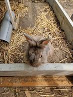 Dwergkonijn leeuwenkop mannetje - 1 jaar, Dieren en Toebehoren, Konijnen, Mannelijk, Dwerg, 0 tot 2 jaar