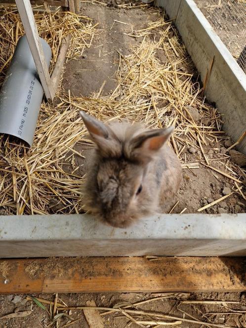 Dwergkonijn leeuwenkop mannetje - 1 jaar, Dieren en Toebehoren, Konijnen, Dwerg, Mannelijk, 0 tot 2 jaar