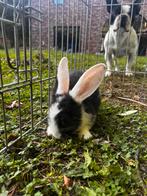 Baby konijntjes, Dieren en Toebehoren
