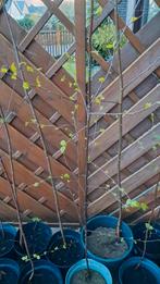 Jonge witte berken, Tuin en Terras, Planten | Fruitbomen, Ophalen, 100 tot 250 cm, In pot, Overige soorten