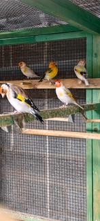 Major isabelsatinet witkop pop 2025, Dieren en Toebehoren, Vrouwelijk, Wildzangvogel, Geringd
