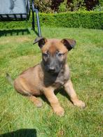 Prachtige Mechelse herder pups met NVBK STAMBOOM, België, Fokker | Hobbymatig, CDV (hondenziekte), 8 tot 15 weken