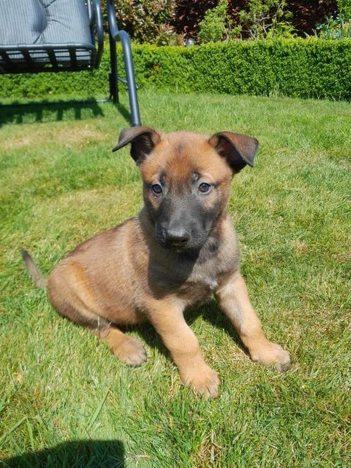 Prachtige Mechelse herder pups met NVBK STAMBOOM, Dieren en Toebehoren, Honden | Herdershonden en Veedrijvers, Meerdere dieren