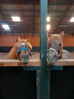 2 prachtige pony's te koop voor de prijs van 1, Jument, Poney C (1.27 m à 1.37m), B, Vermifugé